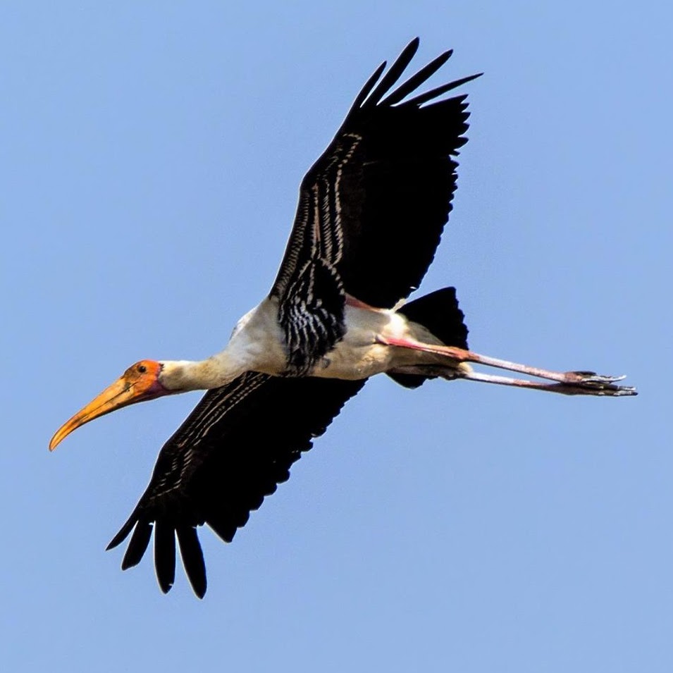 Painted stork